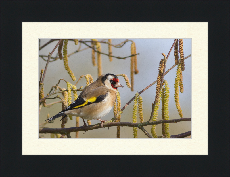 Carcar's Rufous-tailed Tailorbird - Great Pictures Framed