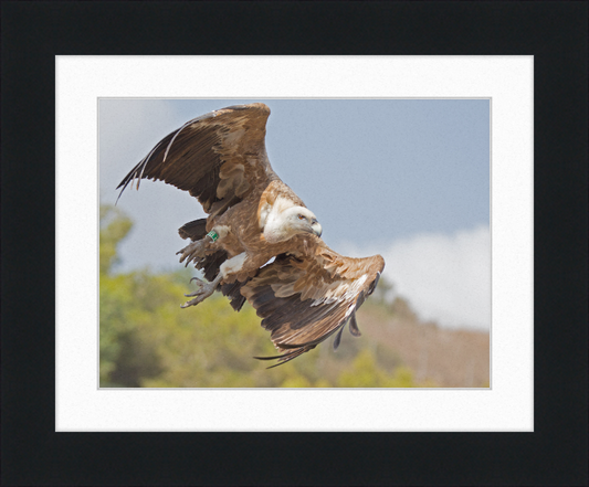 Griffon Vulture - Great Pictures Framed