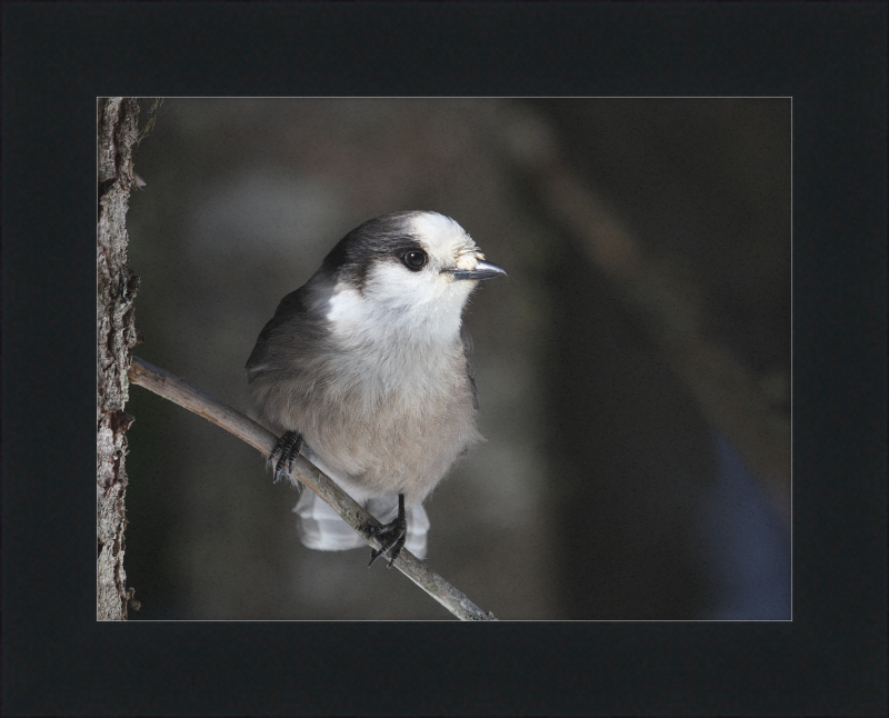 Perisoreus canadensis mercier - Great Pictures Framed