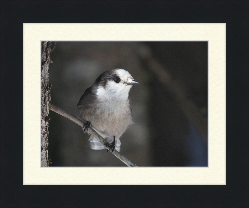 Perisoreus canadensis mercier - Great Pictures Framed