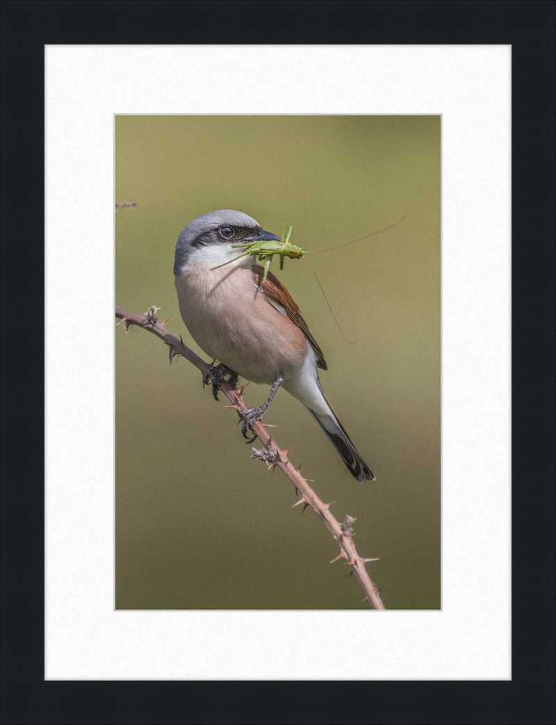 Neuntöter mit erbeutetem Heupferd im Geo-Naturpark Bergstraße-Odenwald - Great Pictures Framed