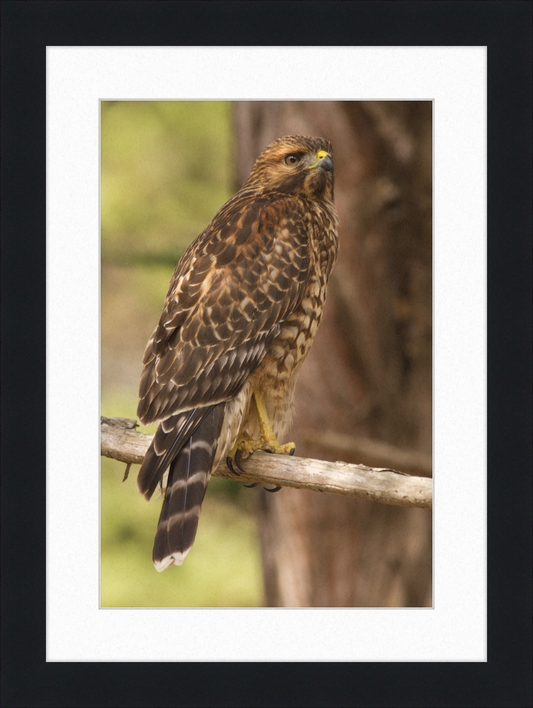 Juvenile Buteo Lineatus Elegans in the Presidio - Great Pictures Framed