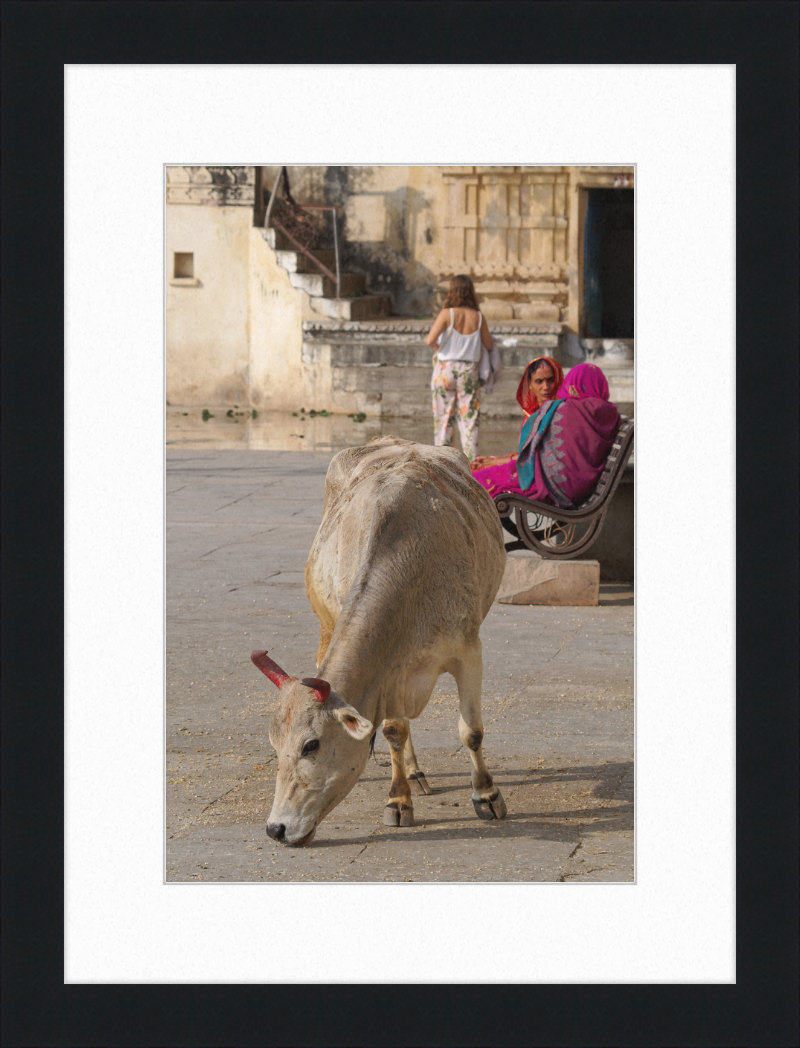 A cow on a Street of Udaipur, India - Great Pictures Framed