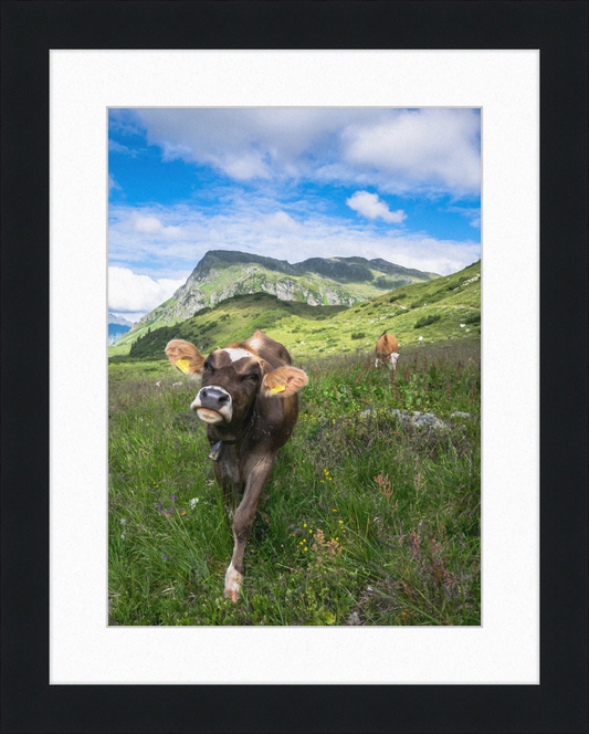 Cattle in the Kops and Zeinis Lake Area. - Great Pictures Framed