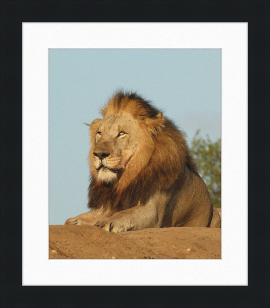 Lion (Panthera leo) Male - Great Pictures Framed