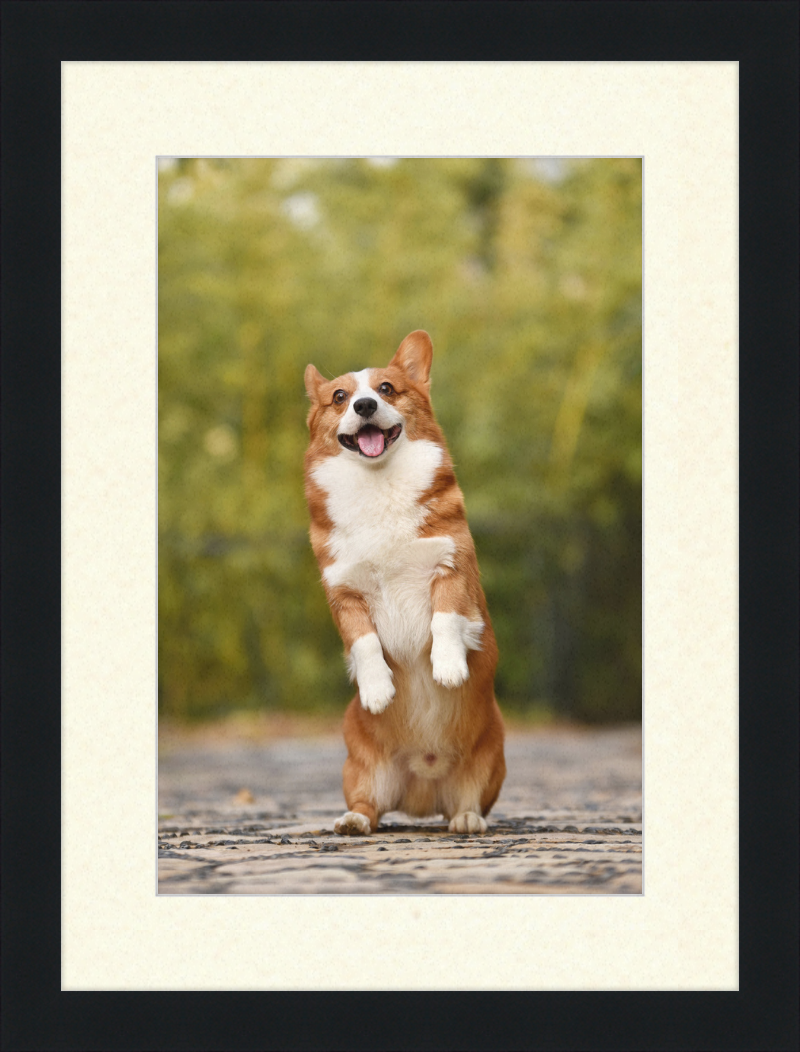 Welsh Corgi Puppy - Great Pictures Framed