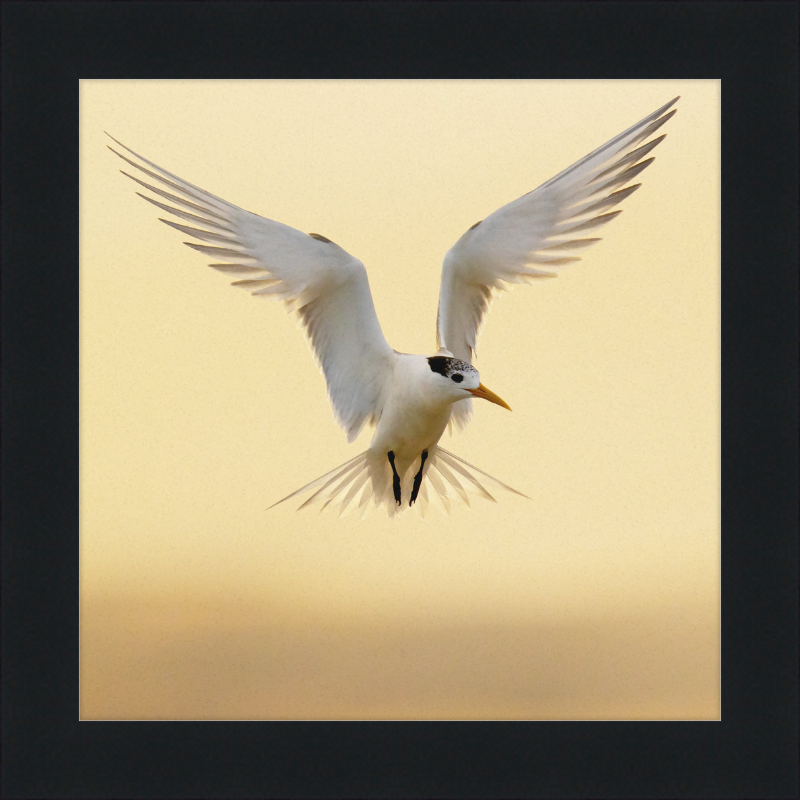 The Crested Tern - Great Pictures Framed