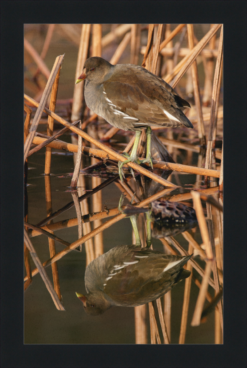 Common Moorhen in Suita, Osaka, Japan - Great Pictures Framed