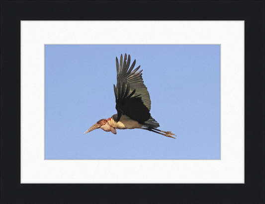 Marabou Stork (Leptoptilos crumenifer) in Flight - Great Pictures Framed
