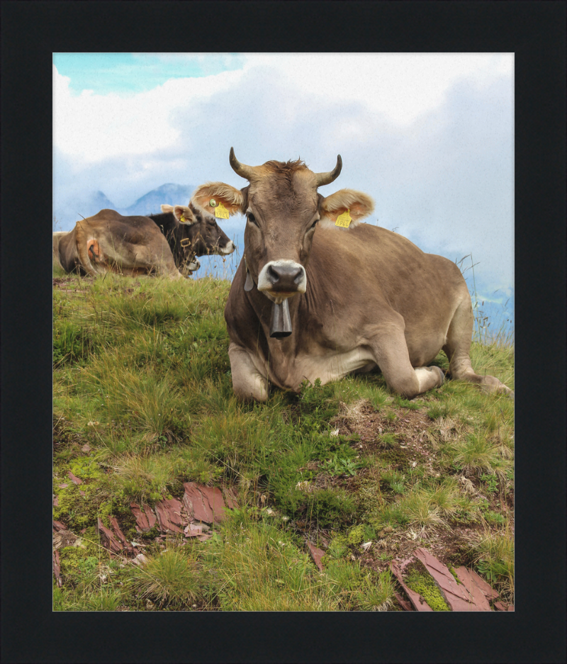 Cattle on a Hill between Zurich and Chur, Switzerland - Great Pictures Framed