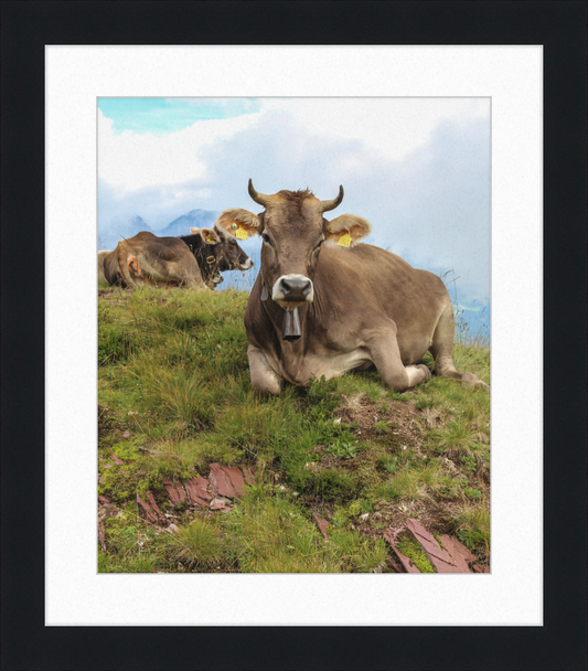 Cattle on a Hill between Zurich and Chur, Switzerland - Great Pictures Framed