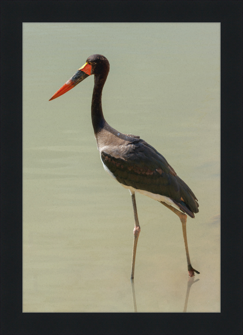 The Senegal Saddle-billed Stork at Résèrve Africaine de Sigean - Great Pictures Framed