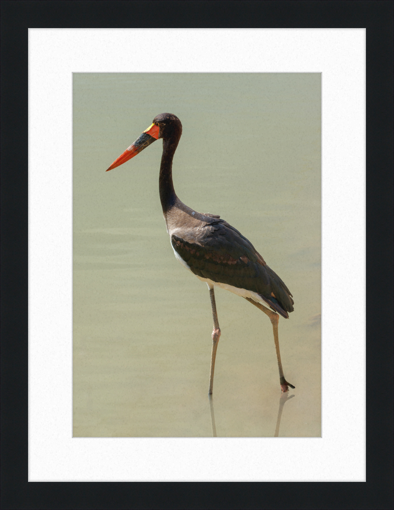 The Senegal Saddle-billed Stork at Résèrve Africaine de Sigean - Great Pictures Framed