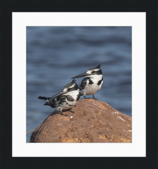 Pied Kingfishers in Botswana - Great Pictures Framed