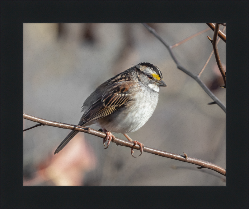 White-throated Sparrow - Great Pictures Framed