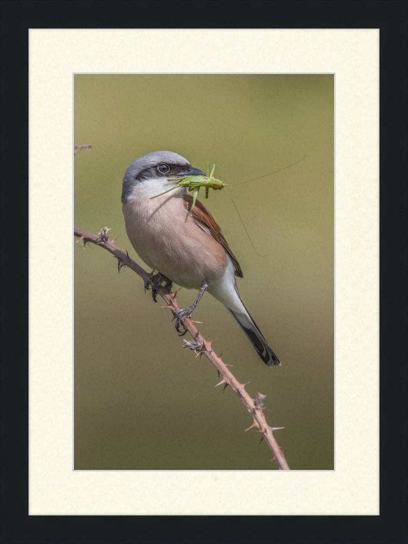 Neuntöter mit erbeutetem Heupferd im Geo-Naturpark Bergstraße-Odenwald - Great Pictures Framed