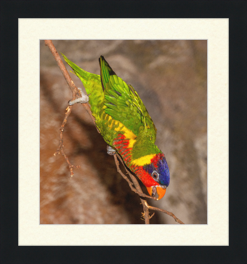 Trichoglossus Ornatus - Great Pictures Framed