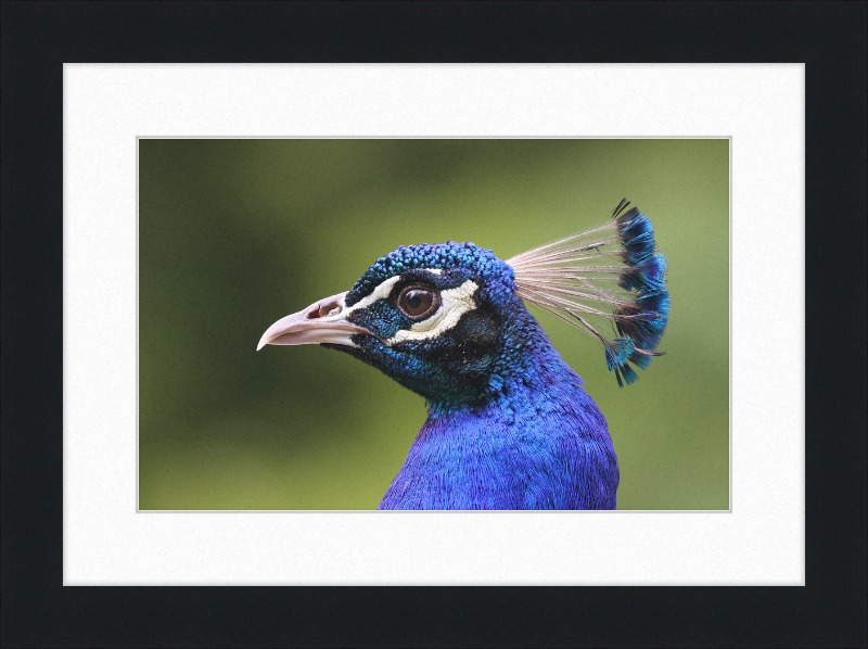 Portrait of an Indian Peafowl - Great Pictures Framed