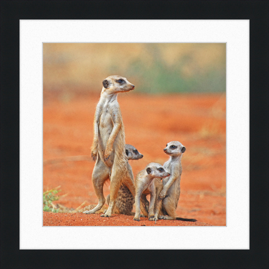 Meerkat (Suricata suricatta) with 3 Young - Great Pictures Framed