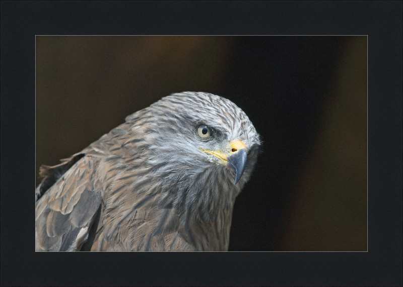 Milvus migrans - Great Pictures Framed