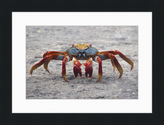 Sally Lightfoot Crab - Great Pictures Framed