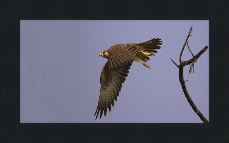 Laggar Falcon in Flight - Great Pictures Framed