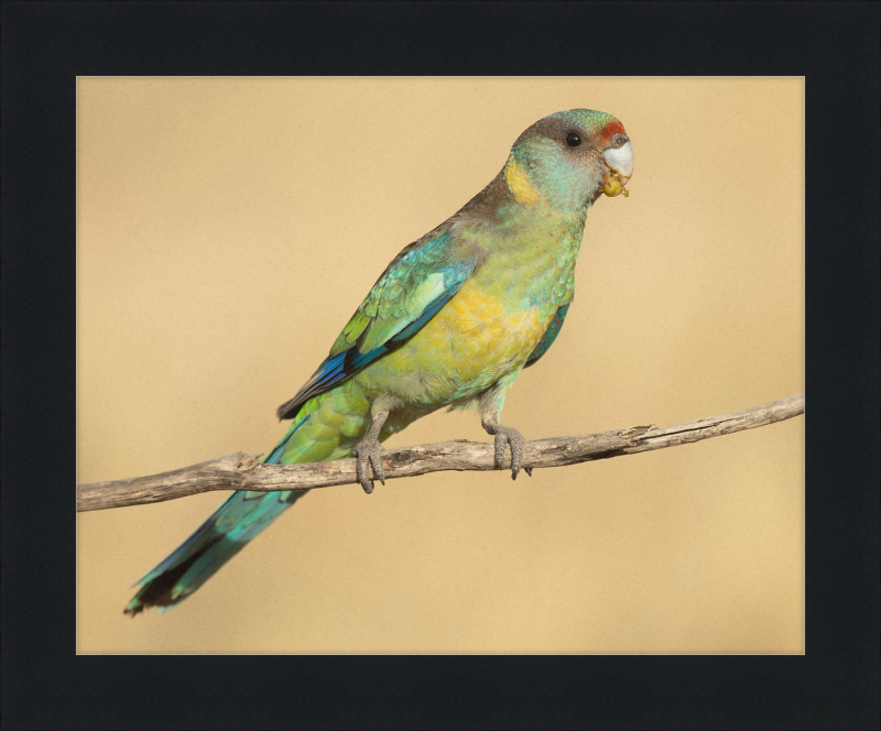Mallee ringneck - Patchewollock Conservation Reserve - Great Pictures Framed