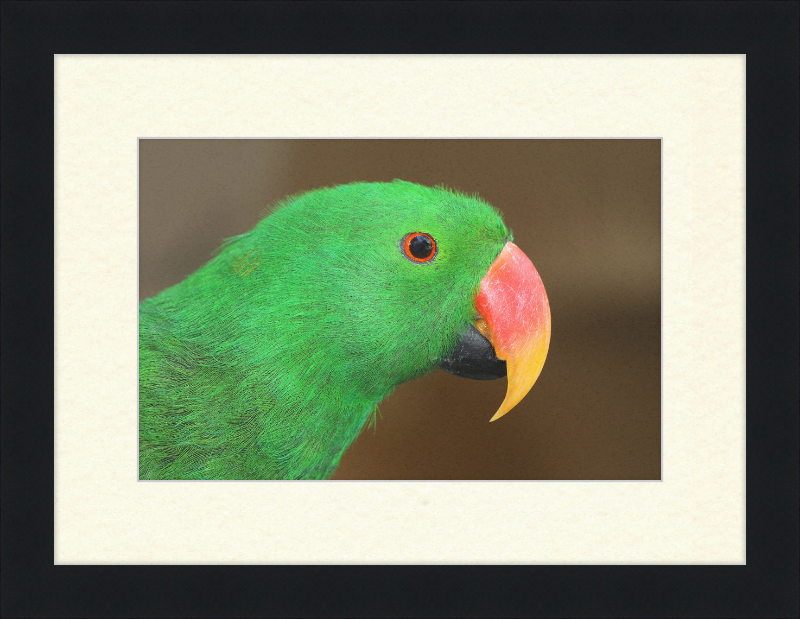 Eclectus Roratus - Great Pictures Framed