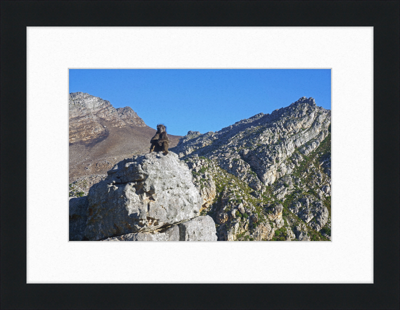 The Steenbras River Gorge Monkey - Great Pictures Framed