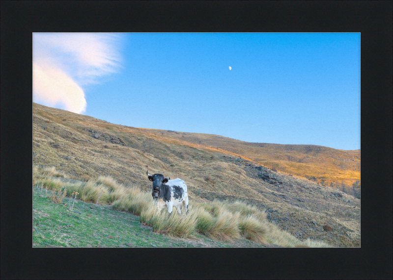 Cow in Sierra Nevada National Park - Great Pictures Framed