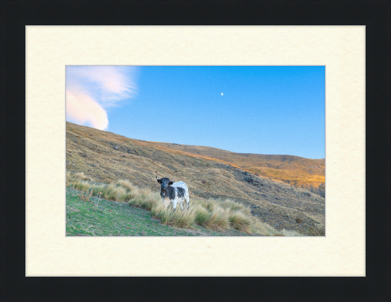 Cow in Sierra Nevada National Park - Great Pictures Framed