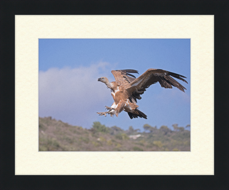 The Flight of a Griffon - Great Pictures Framed