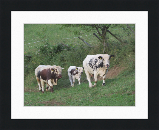 Cows on a Hill near Frankenfelsberg, Austria - Great Pictures Framed