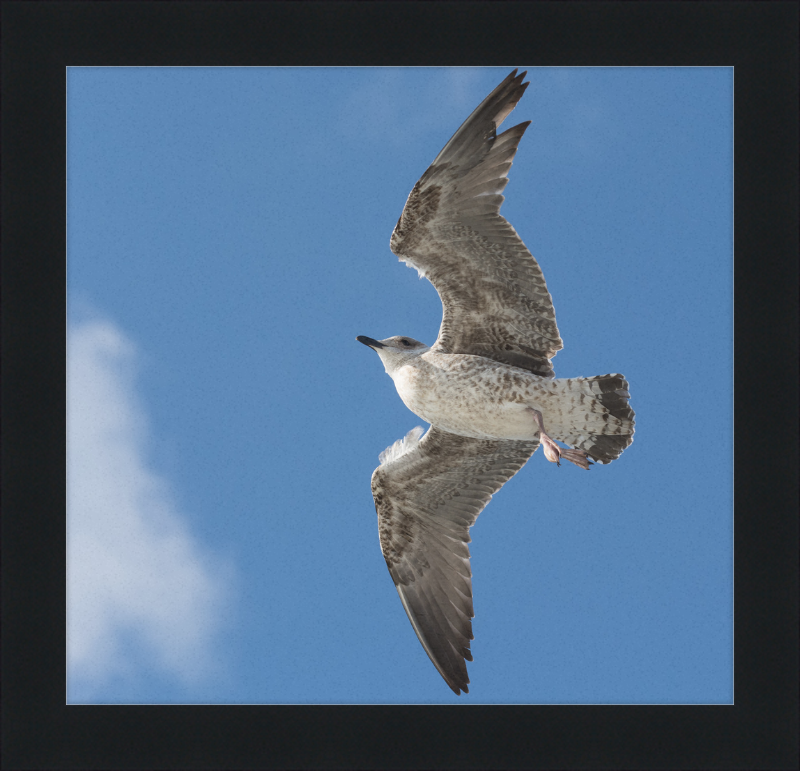 European Herring Gull (Larus Argentatus) - Great Pictures Framed