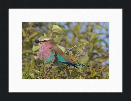 Lilac-Breasted Roller (Coracias Caudatus Caudatus) Botswana - Great Pictures Framed