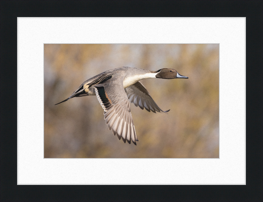 Male Northern Pintail (Anas Acuta) In Flight at Llano Seco - Great Pictures Framed