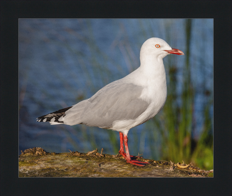 Red-billed Gull, Red Zone, Christchurch, New Zealand - Great Pictures Framed