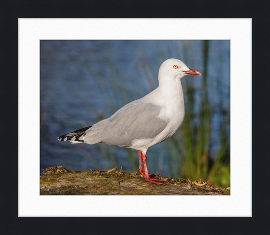 Red-billed Gull, Red Zone, Christchurch, New Zealand - Great Pictures Framed