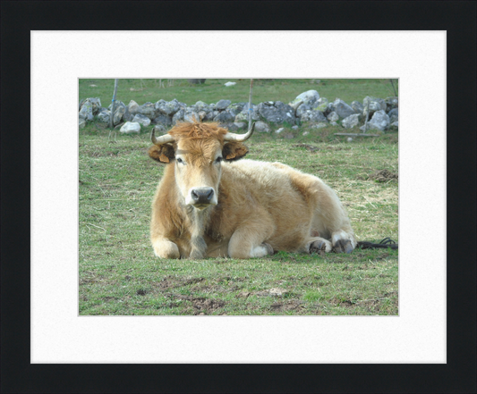 A Bull in San Emiliano - Great Pictures Framed