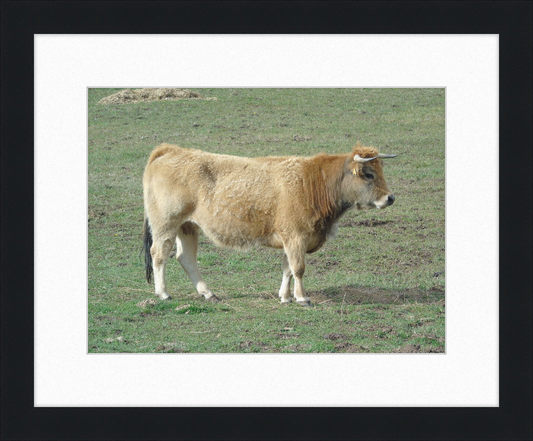 A Portrait of the San Emiliano Bull - Great Pictures Framed