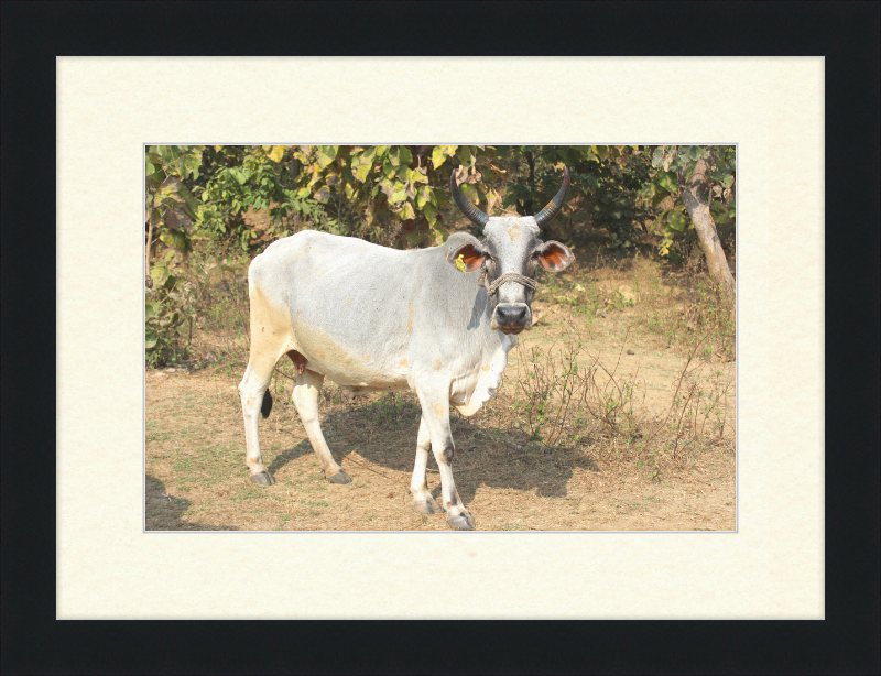 Bhopal Cow - Great Pictures Framed