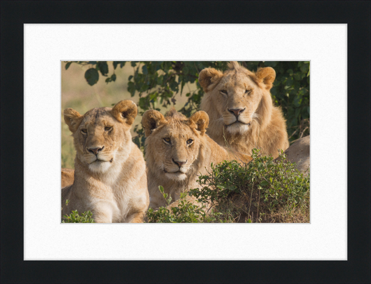 Lions Family Portrait Masai Mara - Great Pictures Framed
