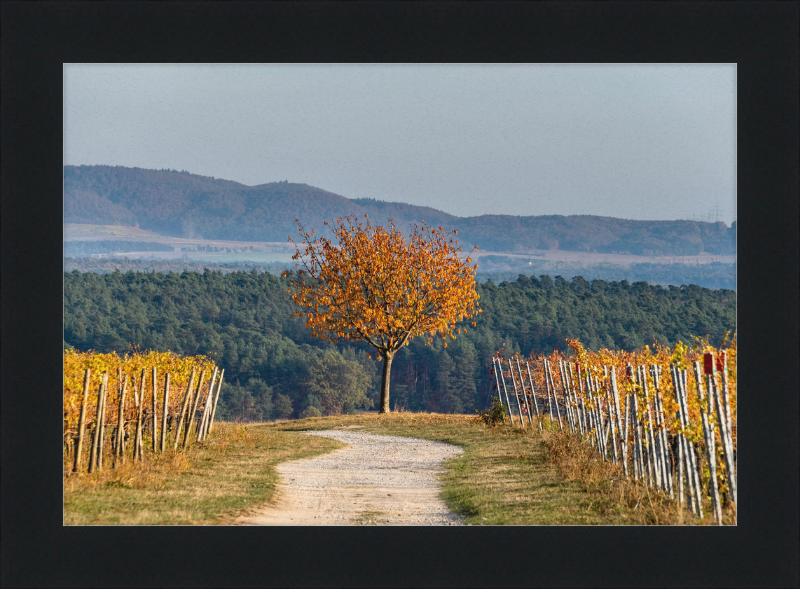 Volkach Hallburg Vineyard - Great Pictures Framed