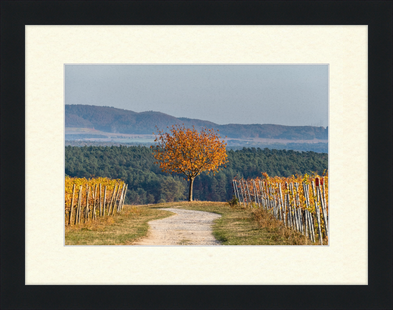 Volkach Hallburg Vineyard - Great Pictures Framed