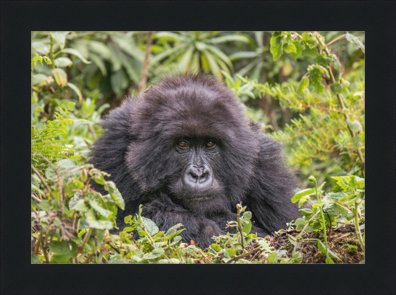 A Mountain Gorilla in Rwanda - Great Pictures Framed