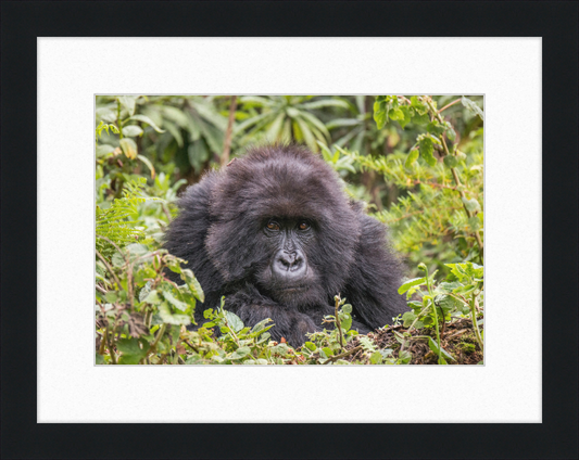 A Mountain Gorilla in Rwanda - Great Pictures Framed