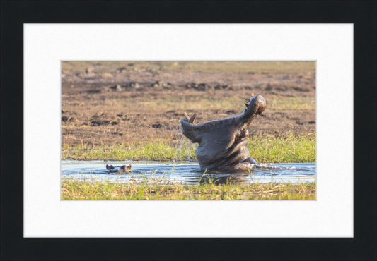 Hippopotamus amphibius, Parque Nacional de Chobe, Botswana - Great Pictures Framed