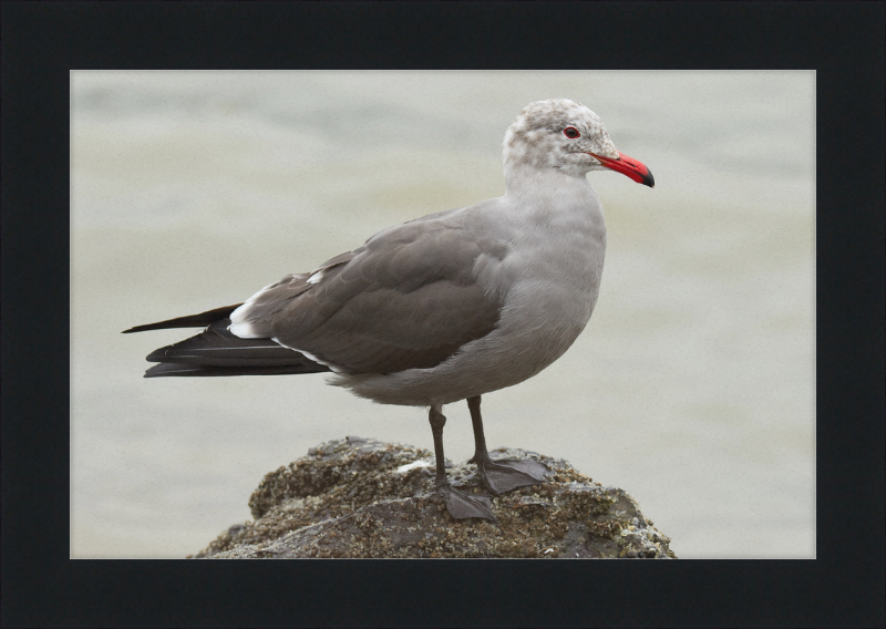 Larus Heermanni at Richardson Bay - Great Pictures Framed