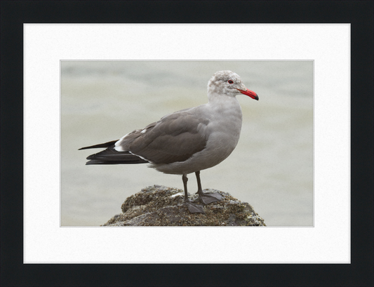 Larus Heermanni at Richardson Bay - Great Pictures Framed