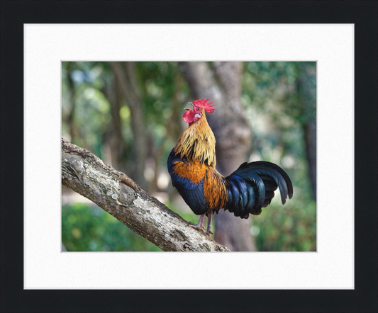 Junglefowl on Tree - Great Pictures Framed
